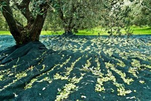 raccolta_olive1