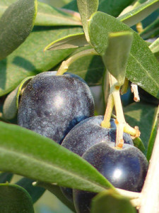 olive-mini