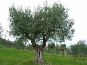 olivolio-gli-ulivi-01