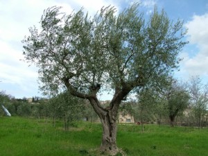 olivolio-gli-ulivi-02