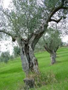 olivolio-gli-ulivi-03