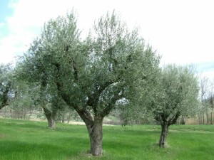 olivolio-gli-ulivi-04