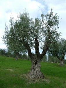 olivolio-gli-ulivi-05