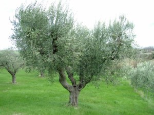 olivolio-gli-ulivi-06