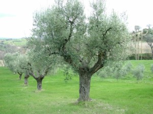 olivolio-gli-ulivi-07
