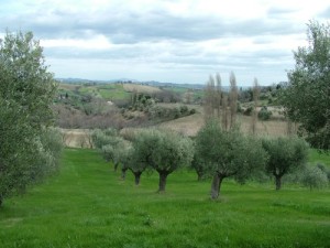 olivolio-gli-ulivi-08